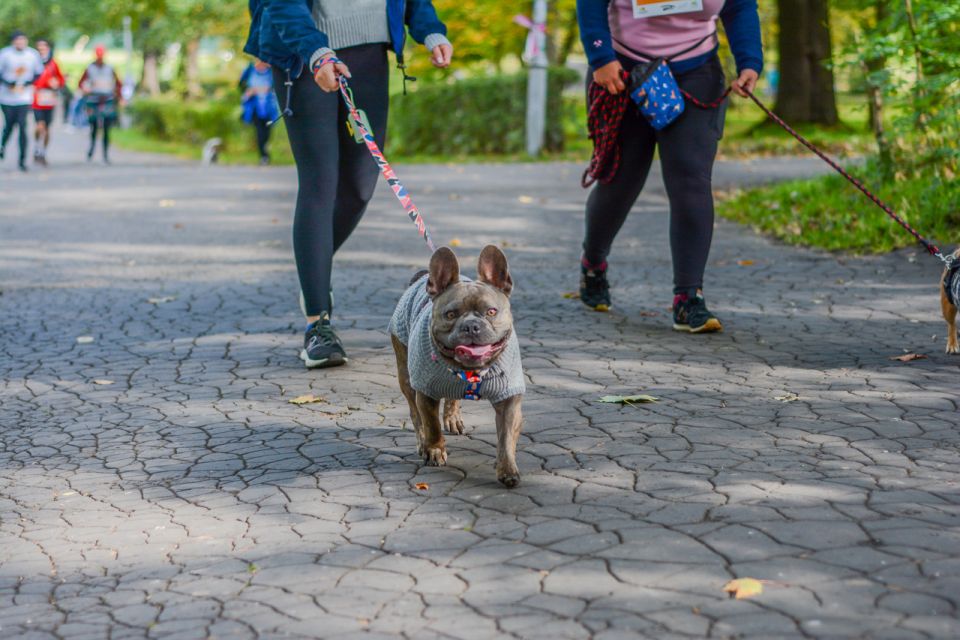 Za nami 9. Katowicki Dzień Psiaka [FOTORELACJA] - galeria