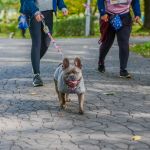 Za nami 9. Katowicki Dzień Psiaka [FOTORELACJA] - galeria