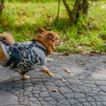 Za nami 9. Katowicki Dzień Psiaka [FOTORELACJA] - galeria