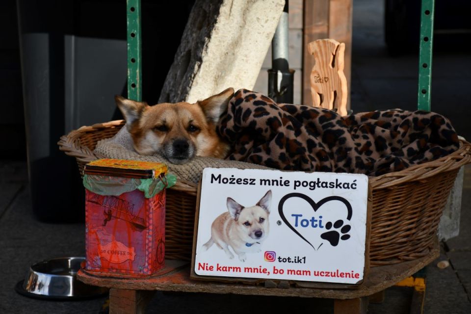 Wielkanocny klimat w sercu województwa - Jarmark Wielkanocny 2025 w Katowicach! - galeria