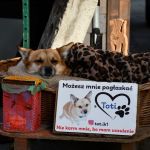 Wielkanocny klimat w sercu województwa - Jarmark Wielkanocny 2025 w Katowicach! - galeria