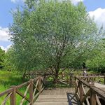 Śląski Ogród Botaniczny w Mikołowie - sielska kraina województwa śląskiego - galeria