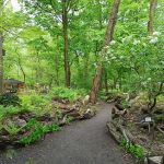 Miejski Ogród Botaniczny w Zabrzu to jedna z perełek województwa śląskiego - galeria