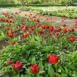 Miejski Ogród Botaniczny w Zabrzu to jedna z perełek województwa śląskiego - galeria