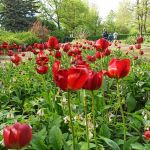 Miejski Ogród Botaniczny w Zabrzu to jedna z perełek województwa śląskiego - galeria