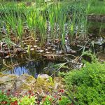 Miejski Ogród Botaniczny w Zabrzu to jedna z perełek województwa śląskiego - galeria