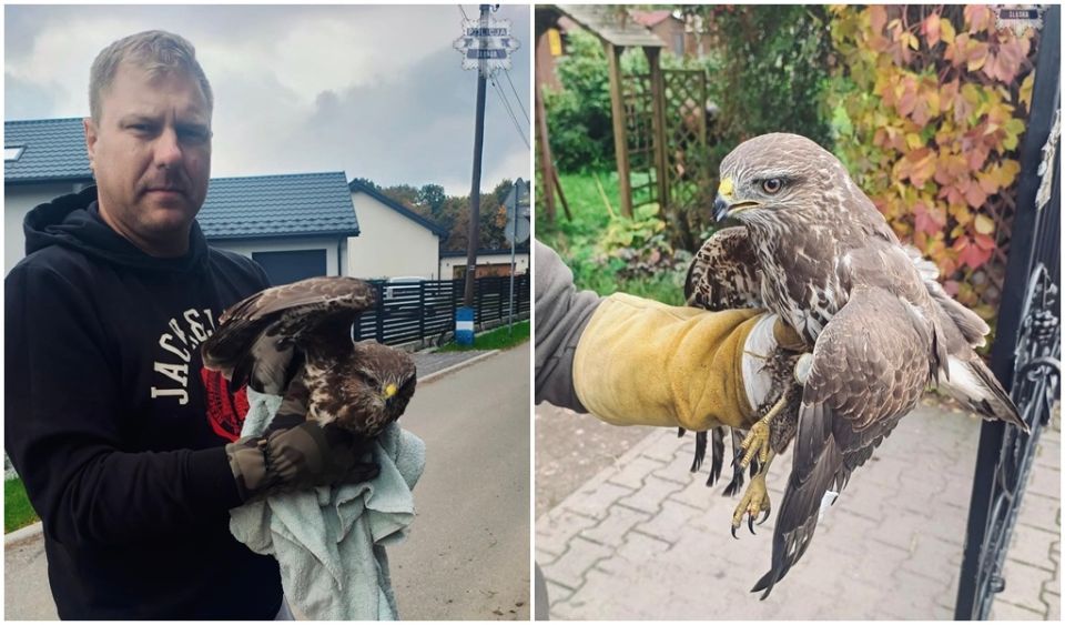 Śląski policjant uratował rannego myszołowa z ruchliwej „Wiślanki” - galeria