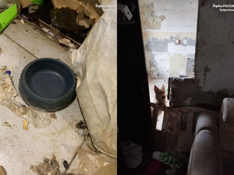Świętochłowice: 25-latek porzucił cztery psy w mieszkaniu. Grożą mu 3 lata więzienia! - galeria