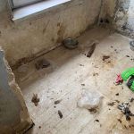 Świętochłowice: 25-latek porzucił cztery psy w mieszkaniu. Grożą mu 3 lata więzienia! - galeria