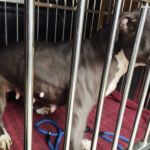 Świętochłowice: 25-latek porzucił cztery psy w mieszkaniu. Grożą mu 3 lata więzienia! - galeria