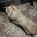 Świętochłowice: 25-latek porzucił cztery psy w mieszkaniu. Grożą mu 3 lata więzienia! - galeria