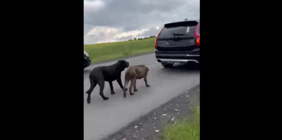 fot. Schronisko dla Zwierząt w Zawierciu