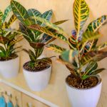 Akcja Tron: Przedszkole w Ożarowicach zmienia swoje toalety dzięki dzieciom! - galeria