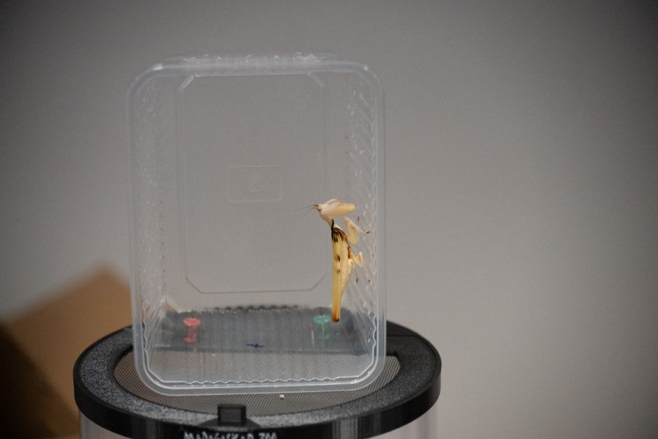 Modliszki, motyle i pasjonaci - Za nami II Międzynarodowy Dzień Wymiany Owadów i Targi Entomologiczne w Muzeum Górnośląskim w Bytomiu [FOTO] - galeria