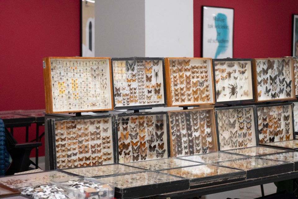 Modliszki, motyle i pasjonaci - Za nami II Międzynarodowy Dzień Wymiany Owadów i Targi Entomologiczne w Muzeum Górnośląskim w Bytomiu [FOTO] - galeria