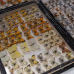 Modliszki, motyle i pasjonaci - Za nami II Międzynarodowy Dzień Wymiany Owadów i Targi Entomologiczne w Muzeum Górnośląskim w Bytomiu [FOTO] - galeria