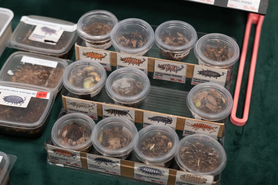 fot. Krzysztof Faber