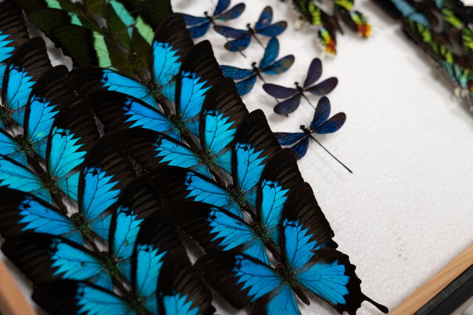 Modliszki, motyle i pasjonaci - Za nami II Międzynarodowy Dzień Wymiany Owadów i Targi Entomologiczne w Muzeum Górnośląskim w Bytomiu [FOTO] - galeria