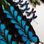 Modliszki, motyle i pasjonaci - Za nami II Międzynarodowy Dzień Wymiany Owadów i Targi Entomologiczne w Muzeum Górnośląskim w Bytomiu [FOTO] - galeria