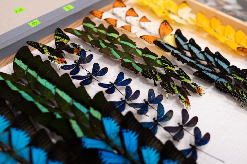 Modliszki, motyle i pasjonaci - Za nami II Międzynarodowy Dzień Wymiany Owadów i Targi Entomologiczne w Muzeum Górnośląskim w Bytomiu [FOTO] - galeria