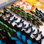 Modliszki, motyle i pasjonaci - Za nami II Międzynarodowy Dzień Wymiany Owadów i Targi Entomologiczne w Muzeum Górnośląskim w Bytomiu [FOTO] - galeria