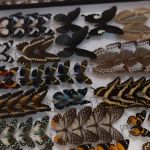Modliszki, motyle i pasjonaci - Za nami II Międzynarodowy Dzień Wymiany Owadów i Targi Entomologiczne w Muzeum Górnośląskim w Bytomiu [FOTO] - galeria