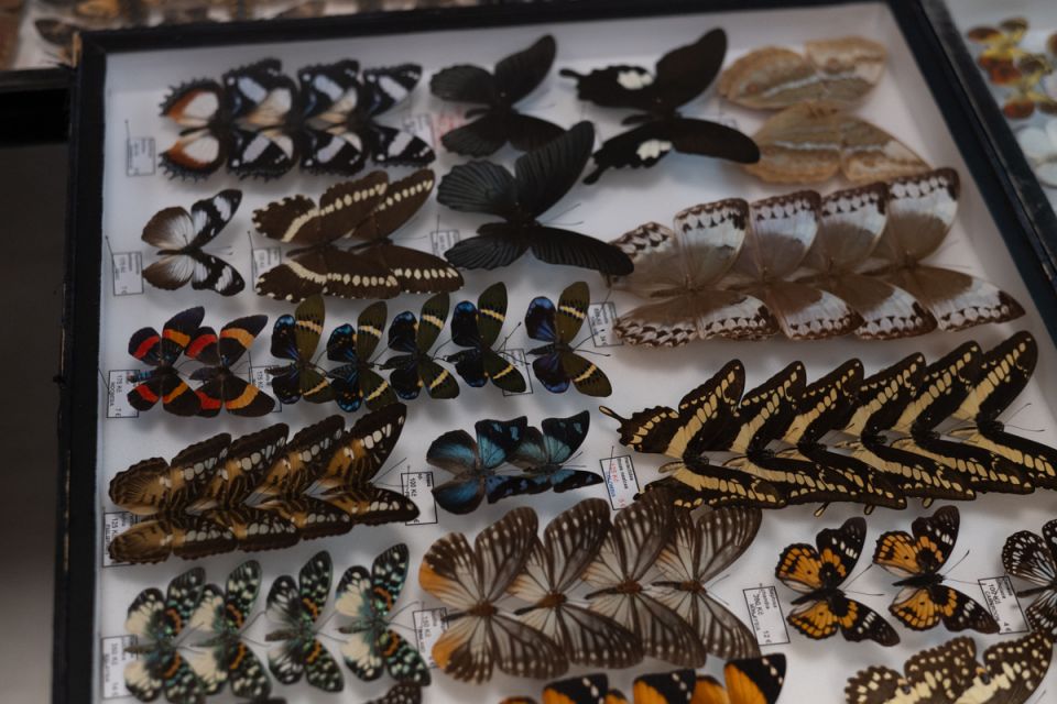 Modliszki, motyle i pasjonaci - Za nami II Międzynarodowy Dzień Wymiany Owadów i Targi Entomologiczne w Muzeum Górnośląskim w Bytomiu [FOTO] - galeria