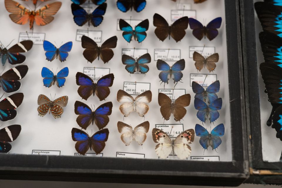 Modliszki, motyle i pasjonaci - Za nami II Międzynarodowy Dzień Wymiany Owadów i Targi Entomologiczne w Muzeum Górnośląskim w Bytomiu [FOTO] - galeria