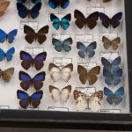 Modliszki, motyle i pasjonaci - Za nami II Międzynarodowy Dzień Wymiany Owadów i Targi Entomologiczne w Muzeum Górnośląskim w Bytomiu [FOTO] - galeria