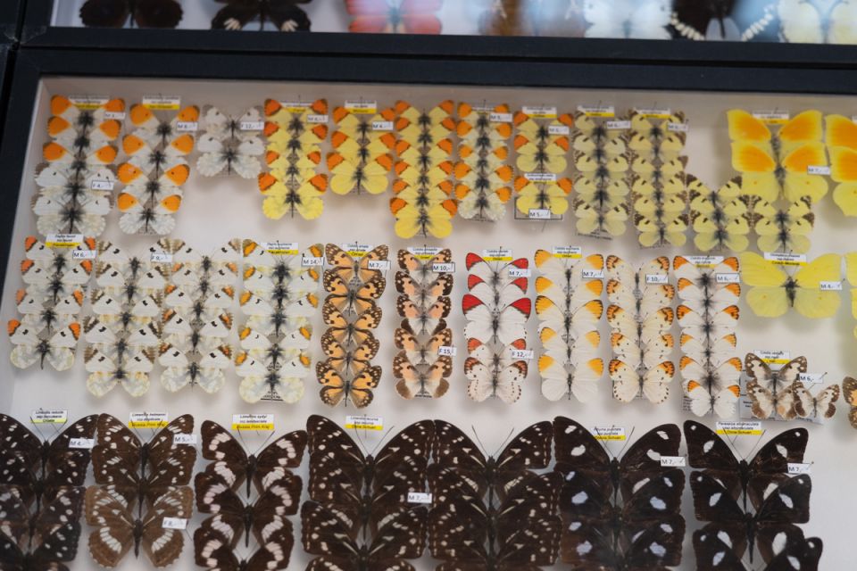 Modliszki, motyle i pasjonaci - Za nami II Międzynarodowy Dzień Wymiany Owadów i Targi Entomologiczne w Muzeum Górnośląskim w Bytomiu [FOTO] - galeria