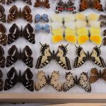 Modliszki, motyle i pasjonaci - Za nami II Międzynarodowy Dzień Wymiany Owadów i Targi Entomologiczne w Muzeum Górnośląskim w Bytomiu [FOTO] - galeria