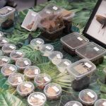 Modliszki, motyle i pasjonaci - Za nami II Międzynarodowy Dzień Wymiany Owadów i Targi Entomologiczne w Muzeum Górnośląskim w Bytomiu [FOTO] - galeria