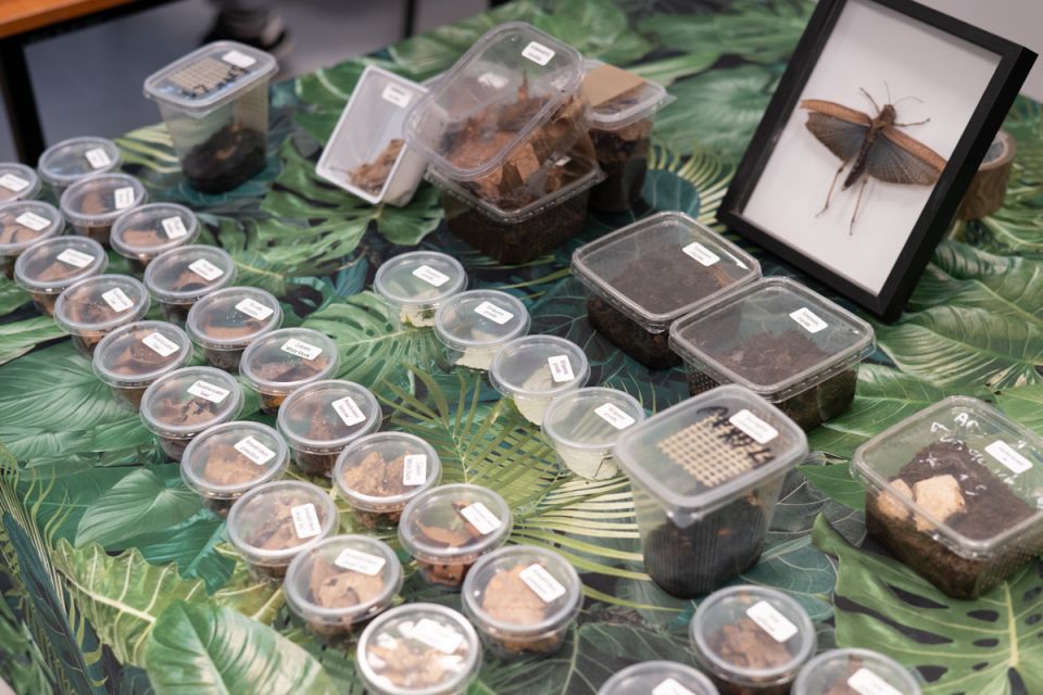 Modliszki, motyle i pasjonaci - Za nami II Międzynarodowy Dzień Wymiany Owadów i Targi Entomologiczne w Muzeum Górnośląskim w Bytomiu [FOTO] - galeria