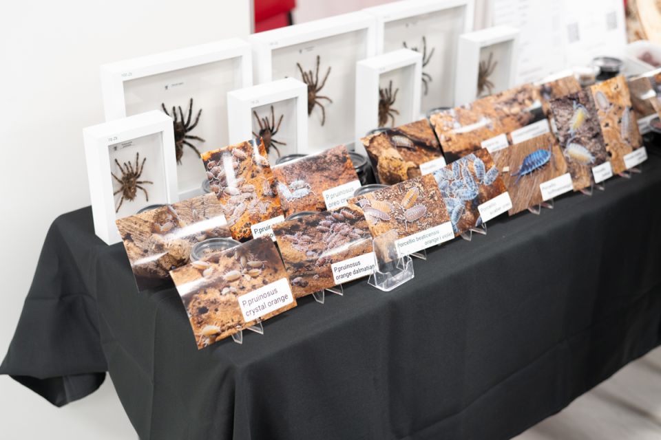 fot. Krzysztof Faber