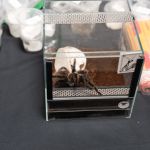 Modliszki, motyle i pasjonaci - Za nami II Międzynarodowy Dzień Wymiany Owadów i Targi Entomologiczne w Muzeum Górnośląskim w Bytomiu [FOTO] - galeria