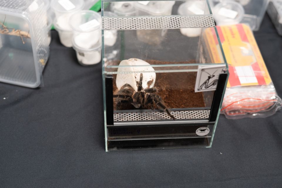 Modliszki, motyle i pasjonaci - Za nami II Międzynarodowy Dzień Wymiany Owadów i Targi Entomologiczne w Muzeum Górnośląskim w Bytomiu [FOTO] - galeria