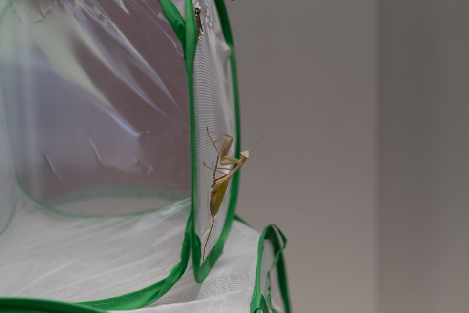 Modliszki, motyle i pasjonaci - Za nami II Międzynarodowy Dzień Wymiany Owadów i Targi Entomologiczne w Muzeum Górnośląskim w Bytomiu [FOTO] - galeria