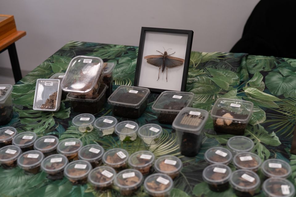 Modliszki, motyle i pasjonaci - Za nami II Międzynarodowy Dzień Wymiany Owadów i Targi Entomologiczne w Muzeum Górnośląskim w Bytomiu [FOTO] - galeria