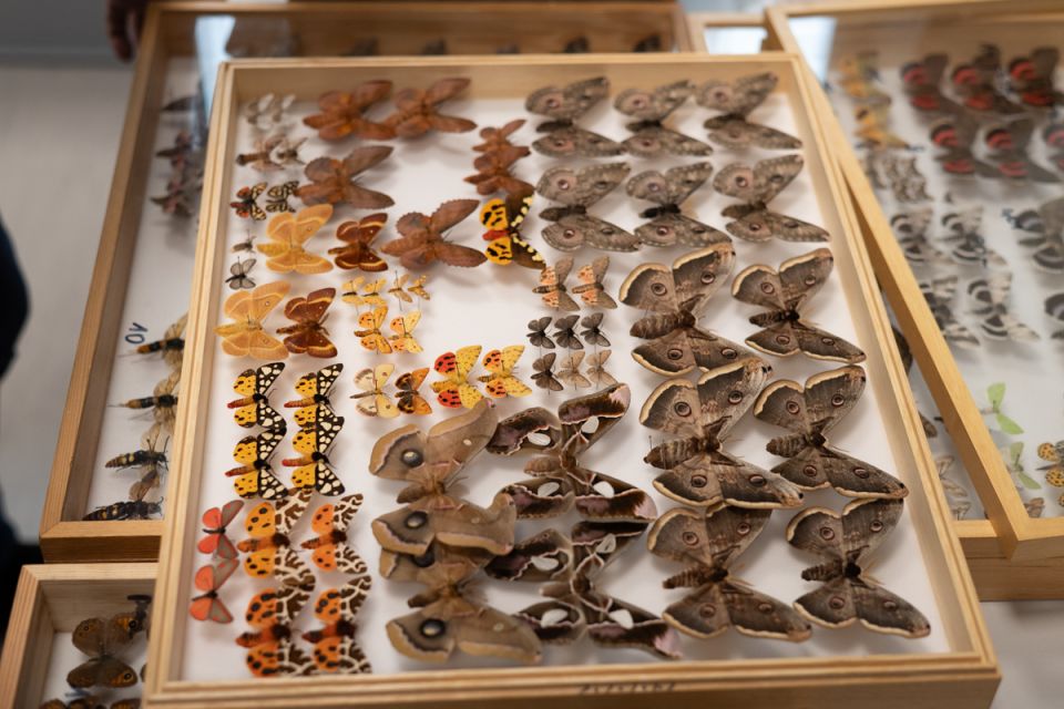 Modliszki, motyle i pasjonaci - Za nami II Międzynarodowy Dzień Wymiany Owadów i Targi Entomologiczne w Muzeum Górnośląskim w Bytomiu [FOTO] - galeria