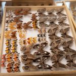 Modliszki, motyle i pasjonaci - Za nami II Międzynarodowy Dzień Wymiany Owadów i Targi Entomologiczne w Muzeum Górnośląskim w Bytomiu [FOTO] - galeria