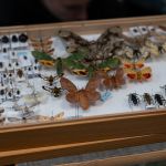 Modliszki, motyle i pasjonaci - Za nami II Międzynarodowy Dzień Wymiany Owadów i Targi Entomologiczne w Muzeum Górnośląskim w Bytomiu [FOTO] - galeria