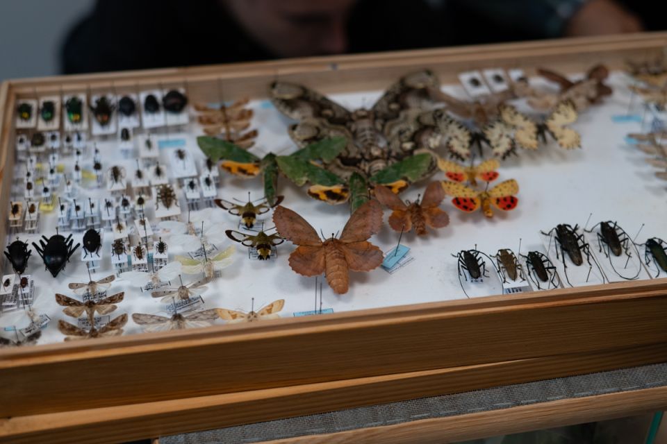 Modliszki, motyle i pasjonaci - Za nami II Międzynarodowy Dzień Wymiany Owadów i Targi Entomologiczne w Muzeum Górnośląskim w Bytomiu [FOTO] - galeria
