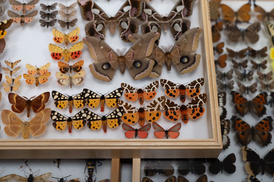 Modliszki, motyle i pasjonaci - Za nami II Międzynarodowy Dzień Wymiany Owadów i Targi Entomologiczne w Muzeum Górnośląskim w Bytomiu [FOTO] - galeria