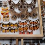 Modliszki, motyle i pasjonaci - Za nami II Międzynarodowy Dzień Wymiany Owadów i Targi Entomologiczne w Muzeum Górnośląskim w Bytomiu [FOTO] - galeria