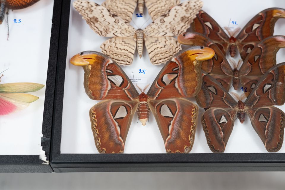 Modliszki, motyle i pasjonaci - Za nami II Międzynarodowy Dzień Wymiany Owadów i Targi Entomologiczne w Muzeum Górnośląskim w Bytomiu [FOTO] - galeria