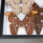 Modliszki, motyle i pasjonaci - Za nami II Międzynarodowy Dzień Wymiany Owadów i Targi Entomologiczne w Muzeum Górnośląskim w Bytomiu [FOTO] - galeria