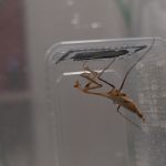 Modliszki, motyle i pasjonaci - Za nami II Międzynarodowy Dzień Wymiany Owadów i Targi Entomologiczne w Muzeum Górnośląskim w Bytomiu [FOTO] - galeria