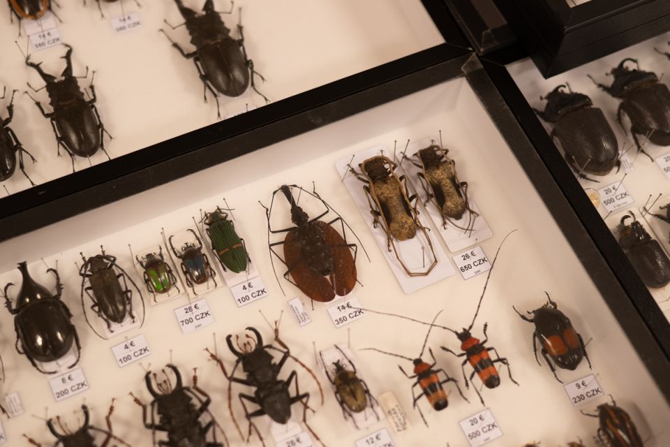 Modliszki, motyle i pasjonaci - Za nami II Międzynarodowy Dzień Wymiany Owadów i Targi Entomologiczne w Muzeum Górnośląskim w Bytomiu [FOTO] - galeria