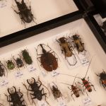 Modliszki, motyle i pasjonaci - Za nami II Międzynarodowy Dzień Wymiany Owadów i Targi Entomologiczne w Muzeum Górnośląskim w Bytomiu [FOTO] - galeria