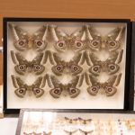 Modliszki, motyle i pasjonaci - Za nami II Międzynarodowy Dzień Wymiany Owadów i Targi Entomologiczne w Muzeum Górnośląskim w Bytomiu [FOTO] - galeria
